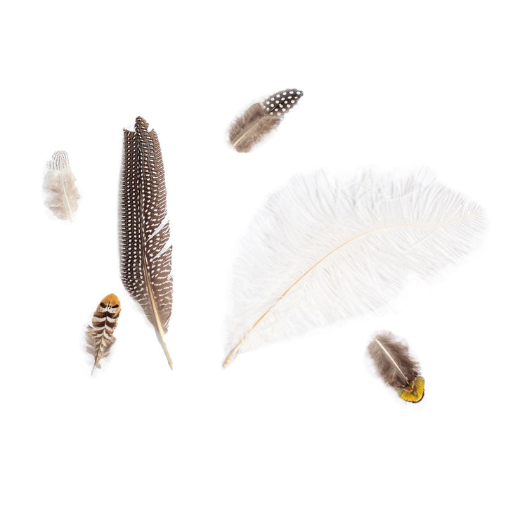 assorted feathers