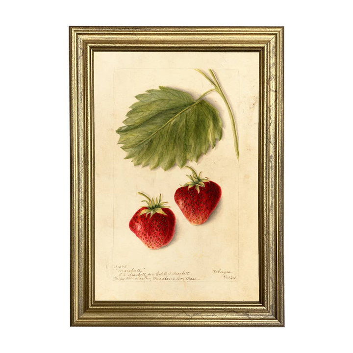 Strawberry Marshall Botanical Framed Print