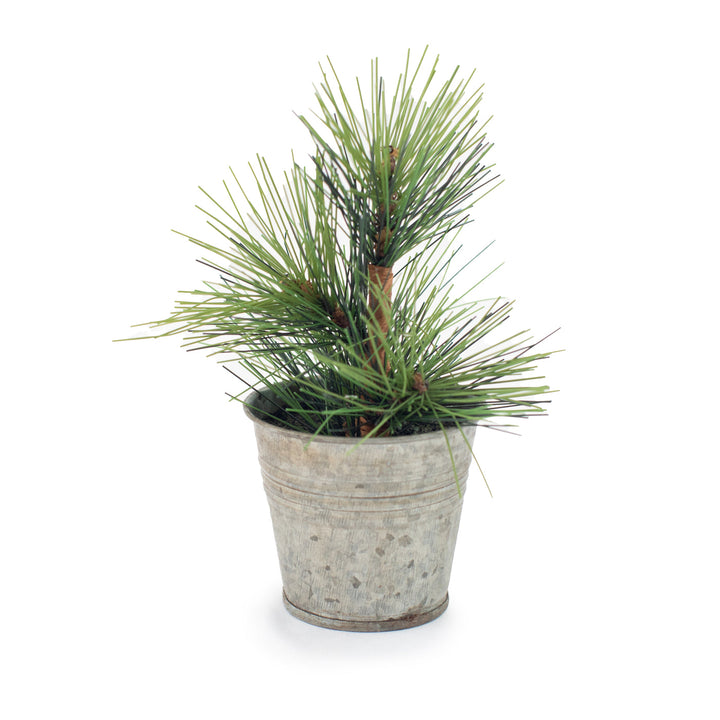 Mini Pine Tree in Tin Pot, 4