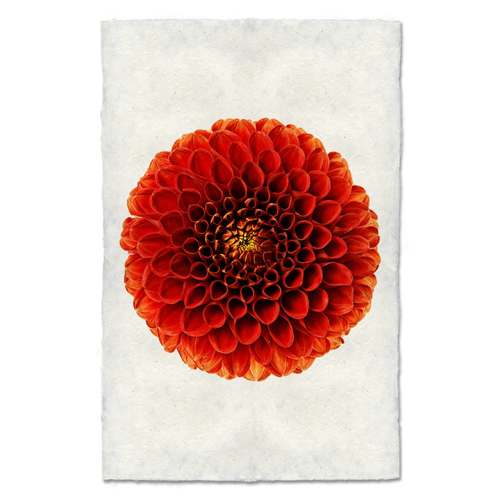 Ali Oop, 20 x 30 handmade Nepalese paper