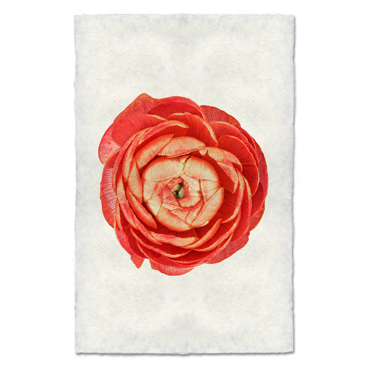 Coral Ranunculus, 20 x 30 handmade Nepalese paper