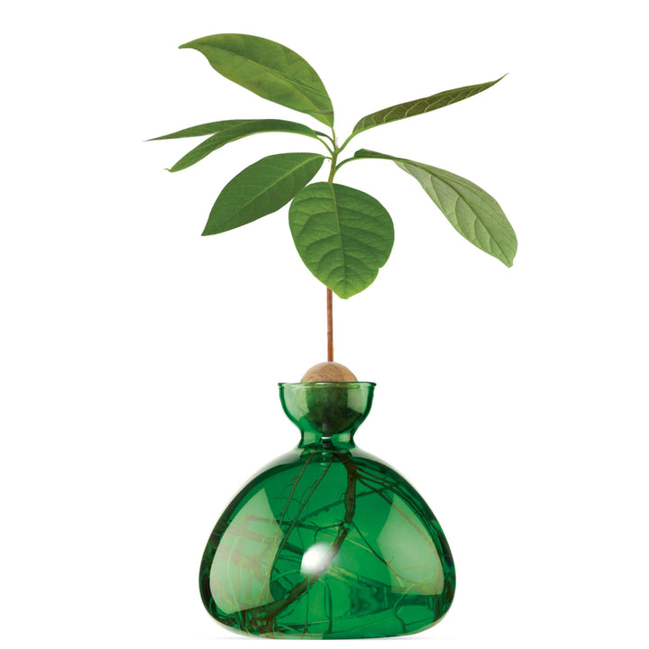 Avocado Vase, Emerald Green