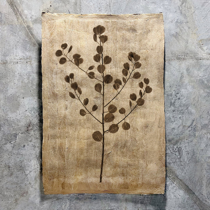 EUCALYPTUS #1, 20 X 30, Amate Sierra