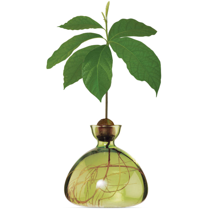 Avocado Vase, Grass Green