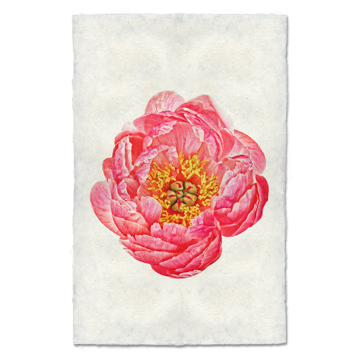 Coral Peony, 20 x 30 , Nepalese Handmade