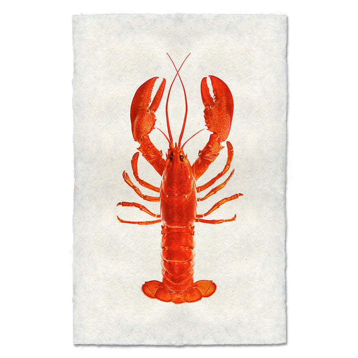 Maine Lobster, red, 20 x 30, Nepalese