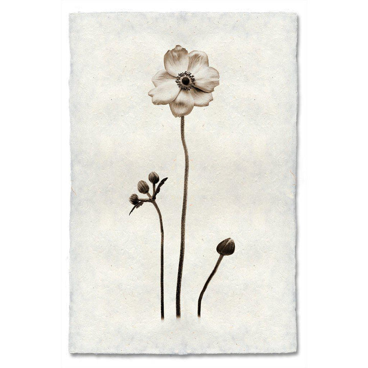 Anemone, 20 x 30 , Nepalese Handmade