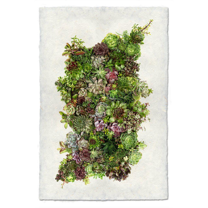 Collective Succulents, 20 x 30, Nepalese paper