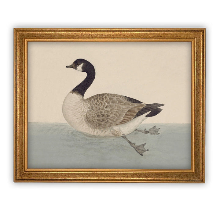 Waterfowl Vintage Art, casa gold frame, 8x10