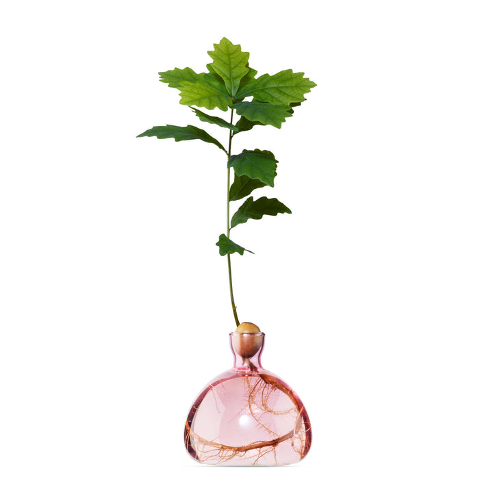 Acorn Vase, Rose Pink