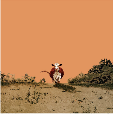 CLIMB ORANGE, 12 x 12