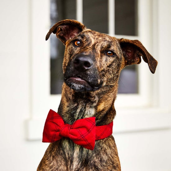 Aberdeen Plaid Flannel Dog Bow Tie, Standard