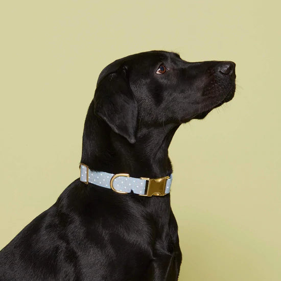 Chambray Dots Dog Collar, Large/Gold