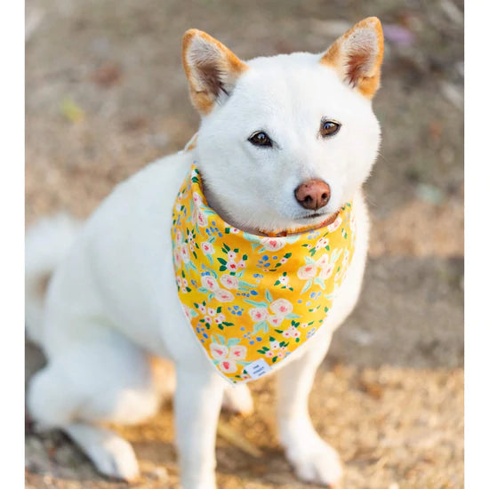 Sunny Days Dog Bandana, Medium